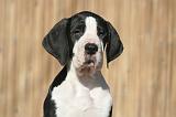 DOGUE ALLEMAND 618
